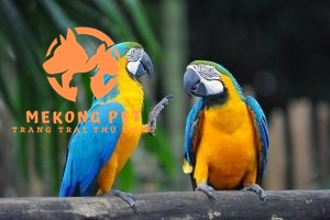 Mua Bán Vẹt Macaw Tại TP.HCM: Cơ Hội Sở Hữu Loài Vẹt Độc Đáo